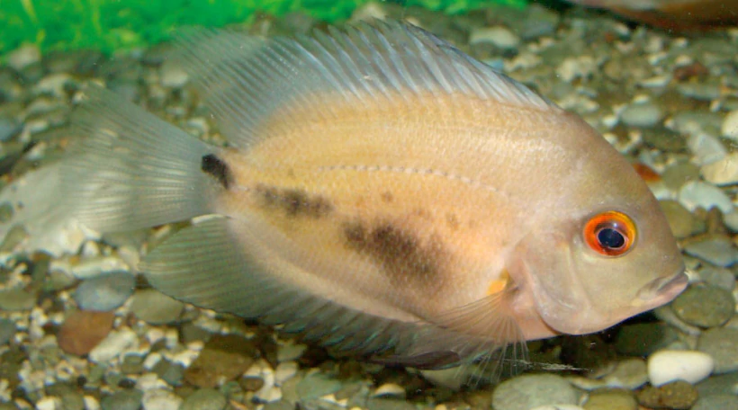 цихлида клипонятнистая