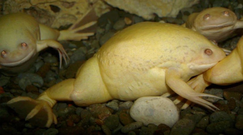 Шпорцевая лягушка