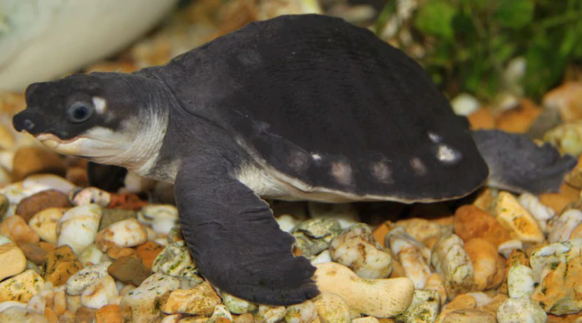 Черепаха свинорылая