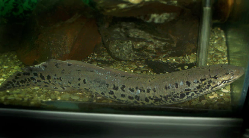 Африканский Протоптер