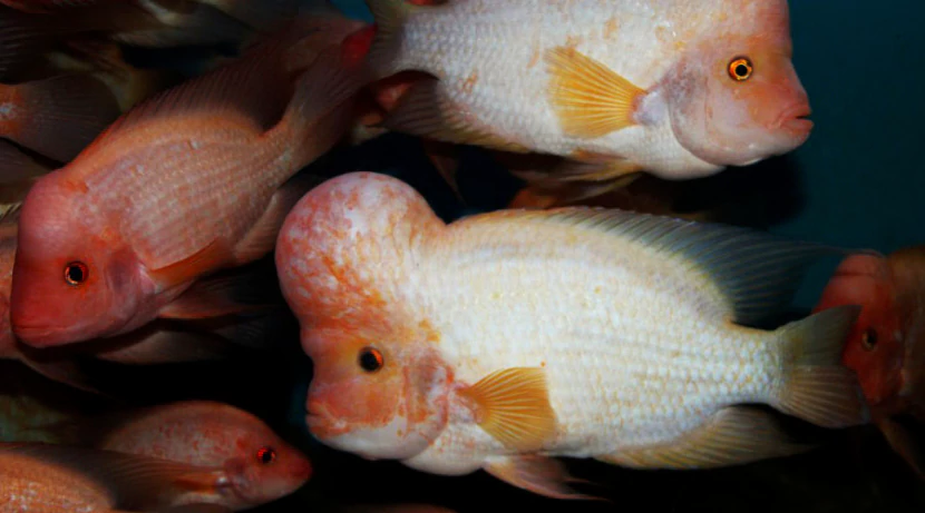 Цихлазома лабиатум