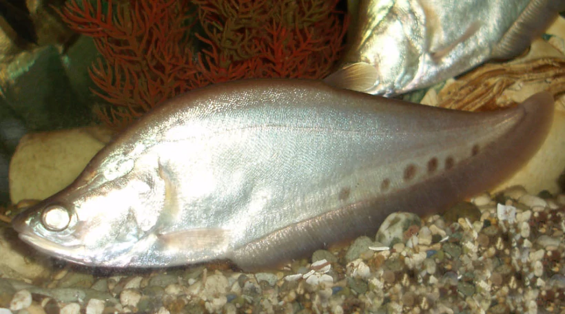 Нож альбинос