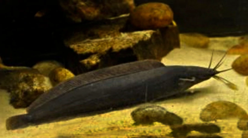 Сом нильский