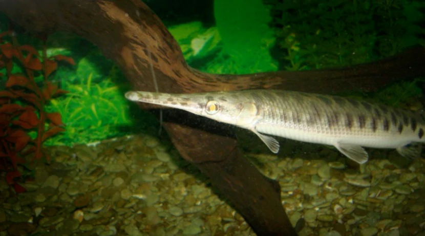 Панцирник карликовый