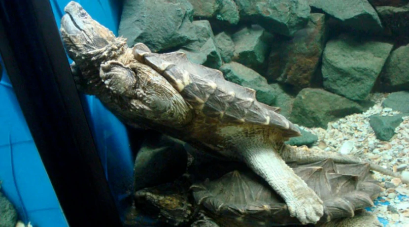 Черепаха грифовая