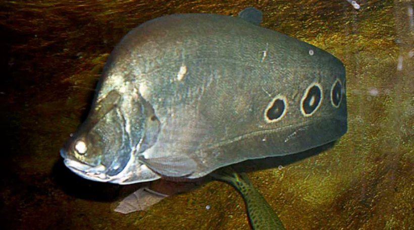 Нож индийский