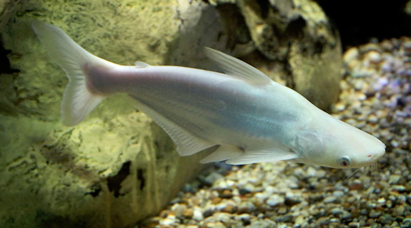 Пангасиас альбинос