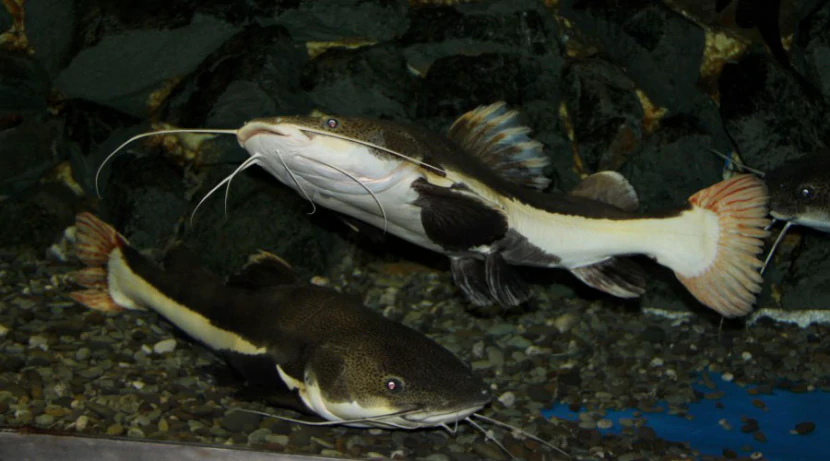 плоскоголовик