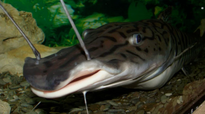 Псевдопластистома