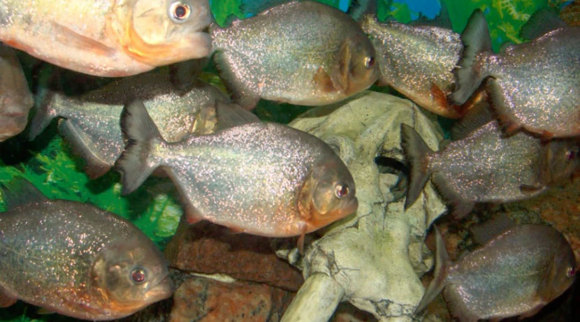 Пиранья наттерера