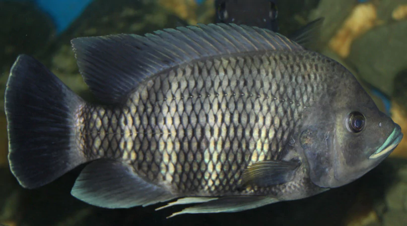 Тиляпия зебровая