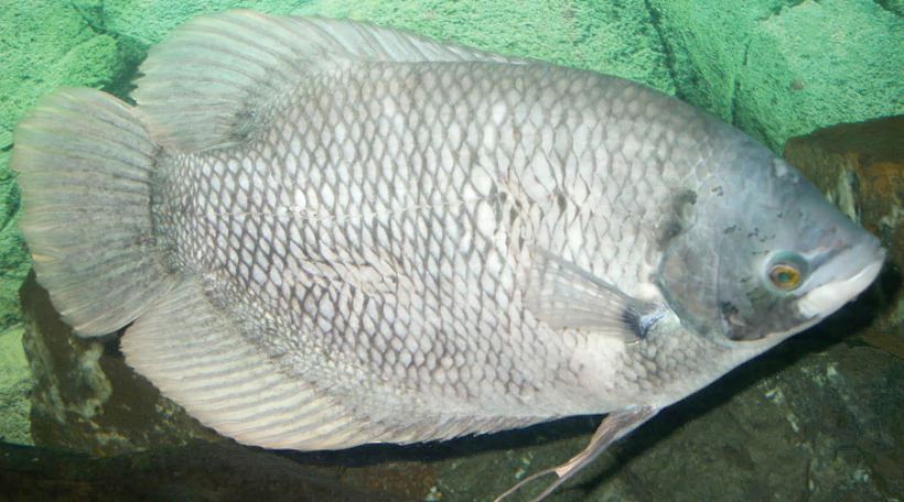 Гурами мраморный