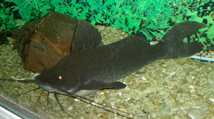 Сом хемибрагус