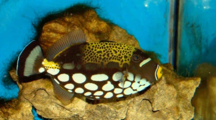 Спинорог-клоун