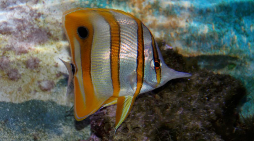 Носатый Хелмон