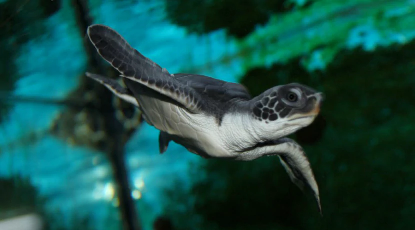 Суповая черепаха