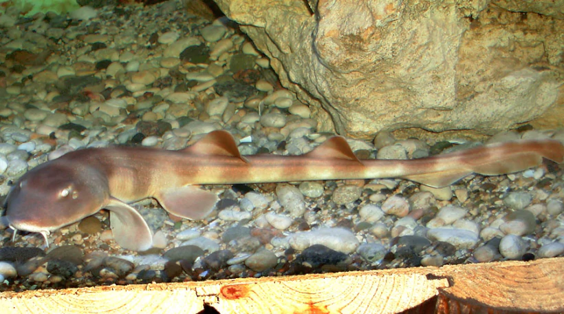 Акула кошачья