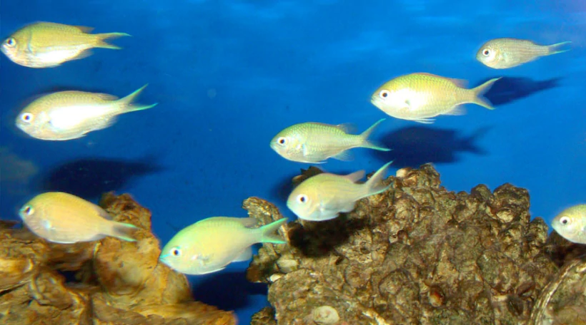 Хромис сине-зеленый