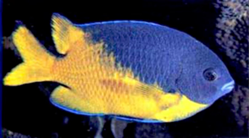 Хризиптера желтопузая