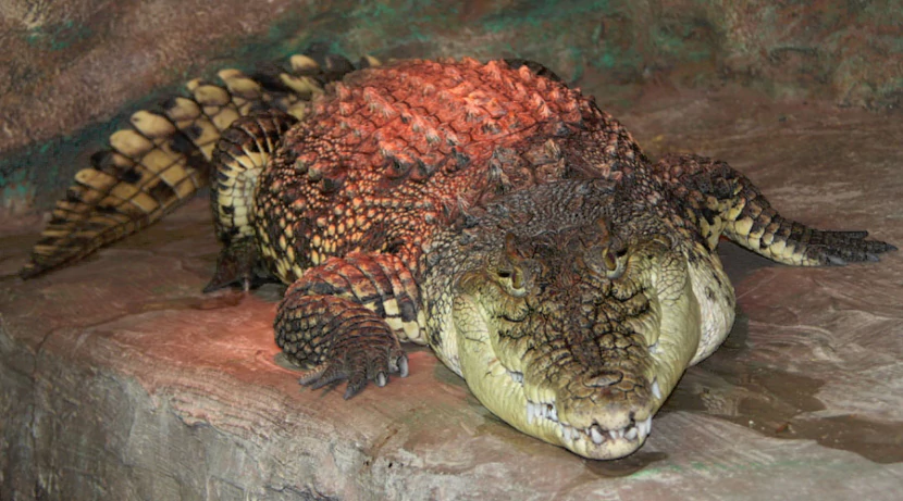 нильский крокодил