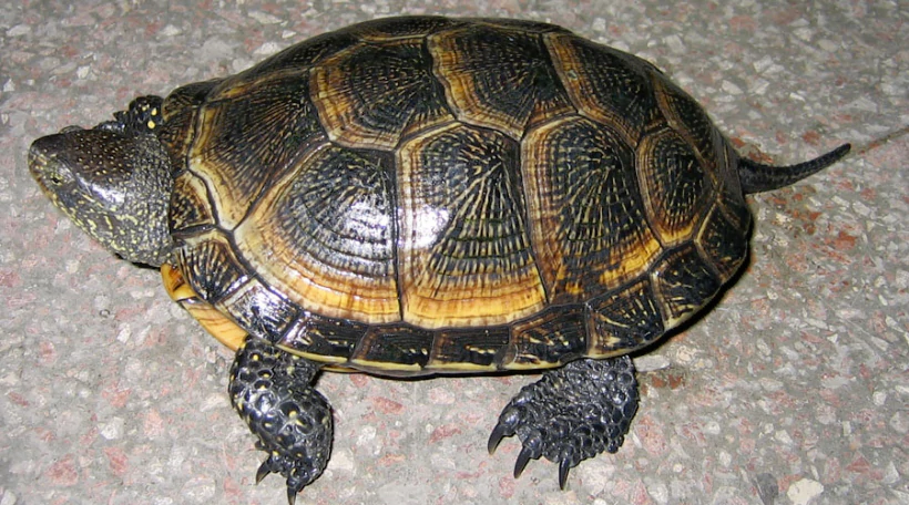 Черепаха болотная