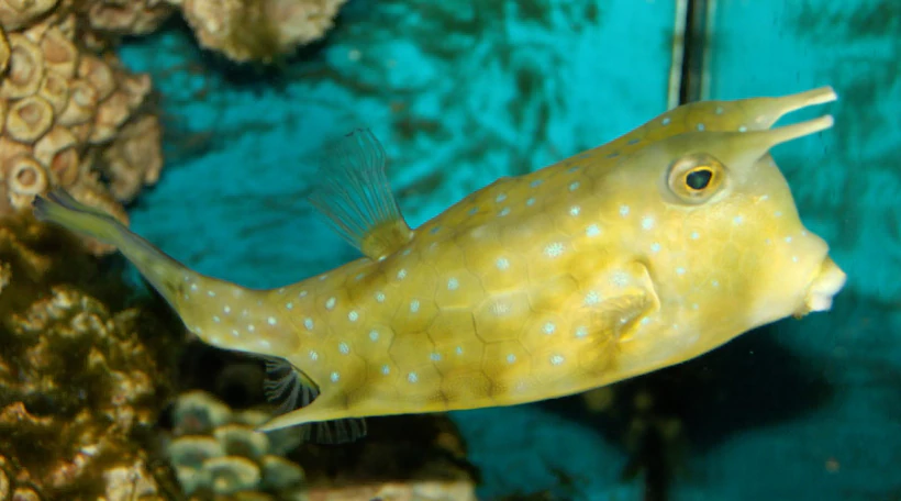 рыбка-корова