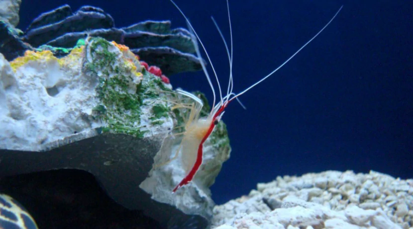 креветка-чистильщик