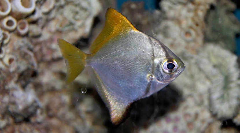 Монодактил серебряный