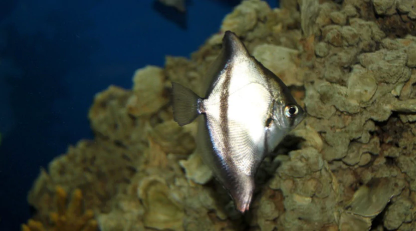 Монодактил Темный