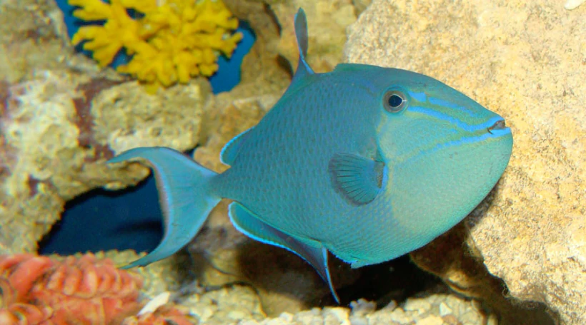 Спинорог черный