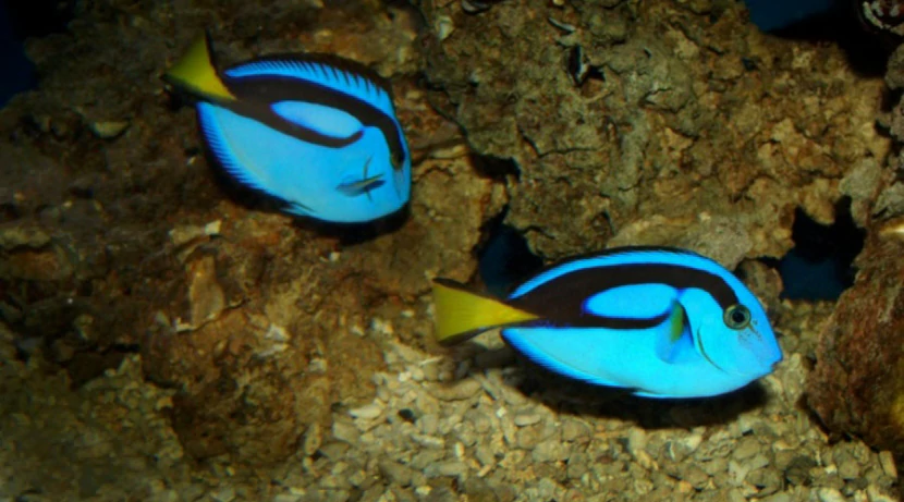 Хирург голубой