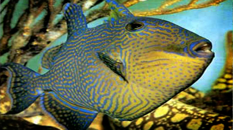 Спинорог-псевдобалист