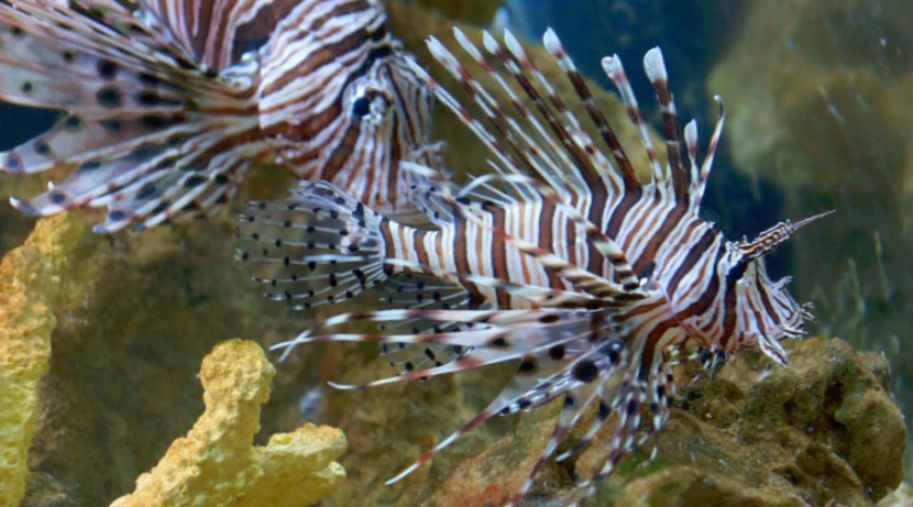 Крылатка-зебра чернополосая