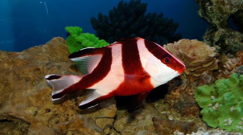 Луциан императорский