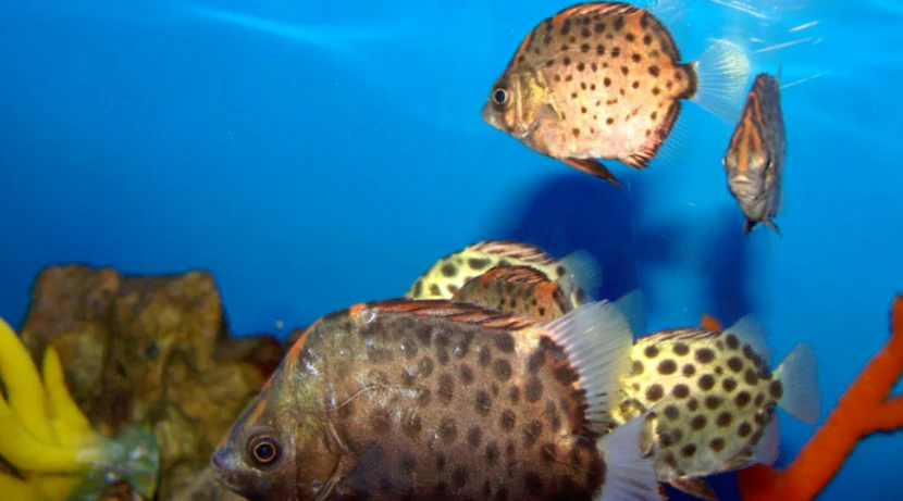 Аргус пятнистый