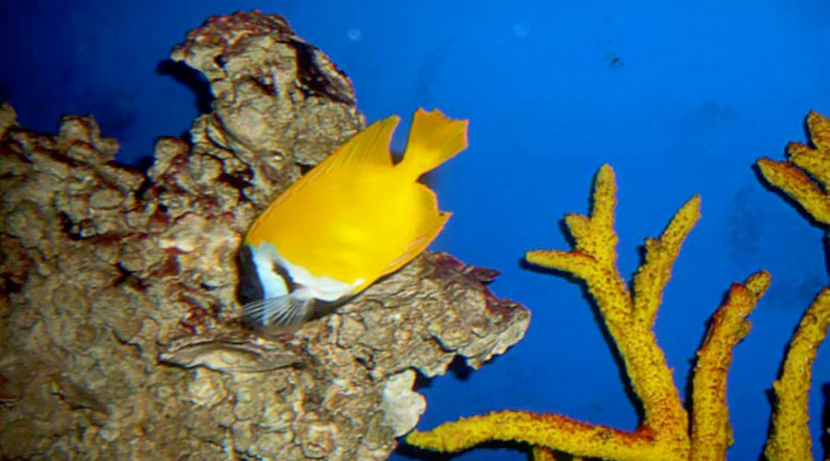 Лисица желтая