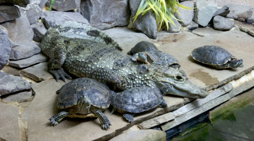 Черепаха красноухая