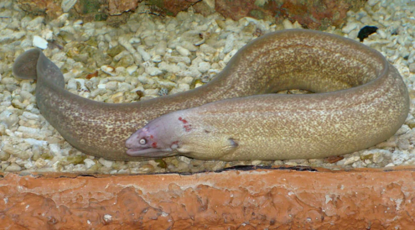 Мурена мраморная