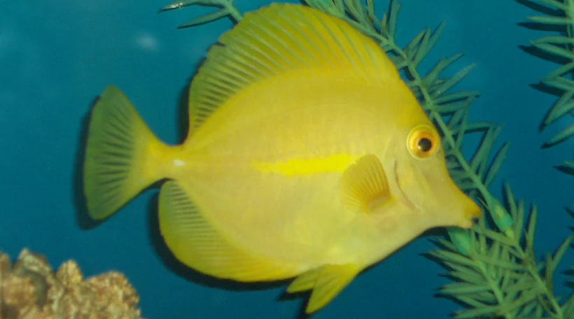 желтый хирург