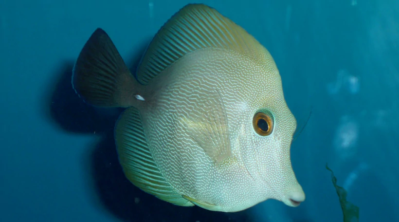 Зебрасома бурая