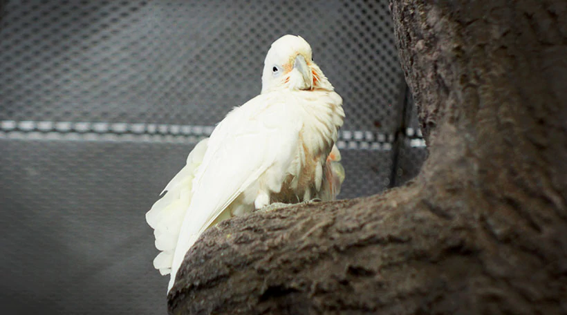 Какаду Гоффина