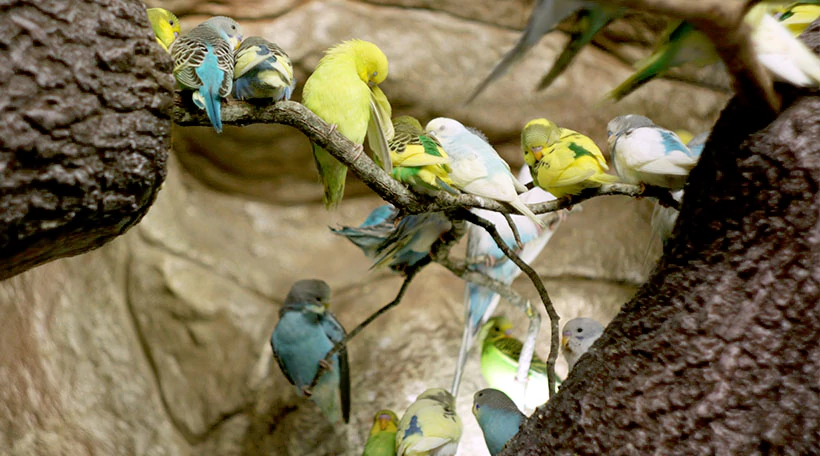 Попугайчик волнистый