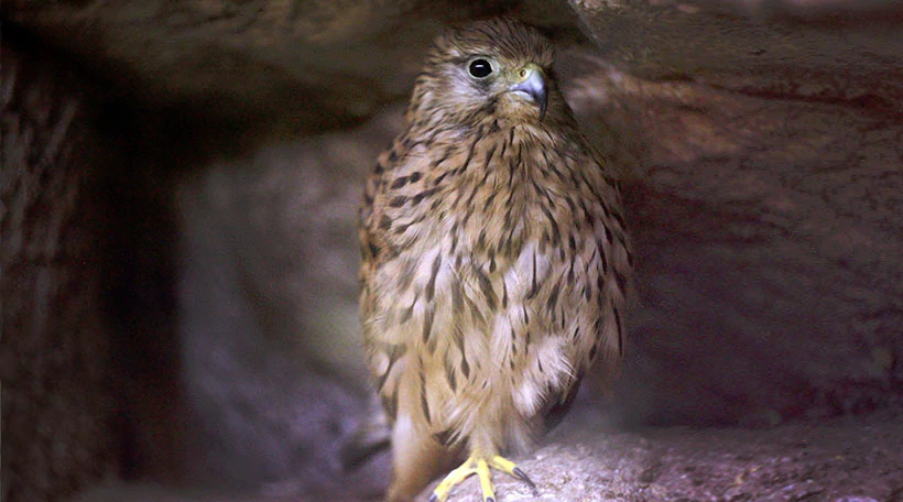 Пустельга степная