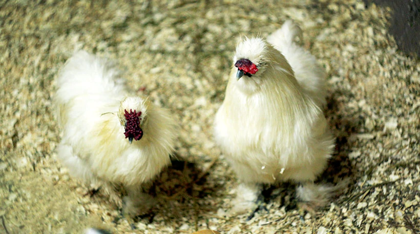 Курица шелковистая