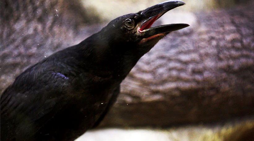 Ворон обыкновенный