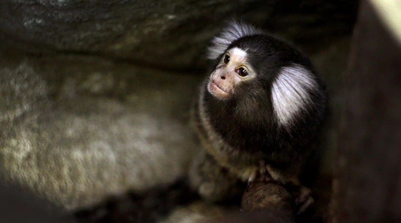 Игрунка белоухая