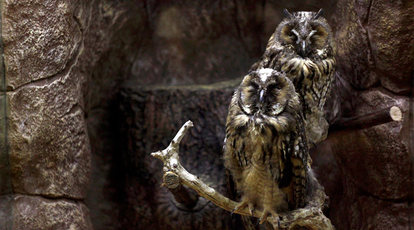 Неясыть обыкновенная