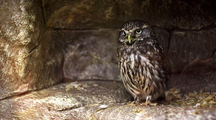 Сыч Домовой