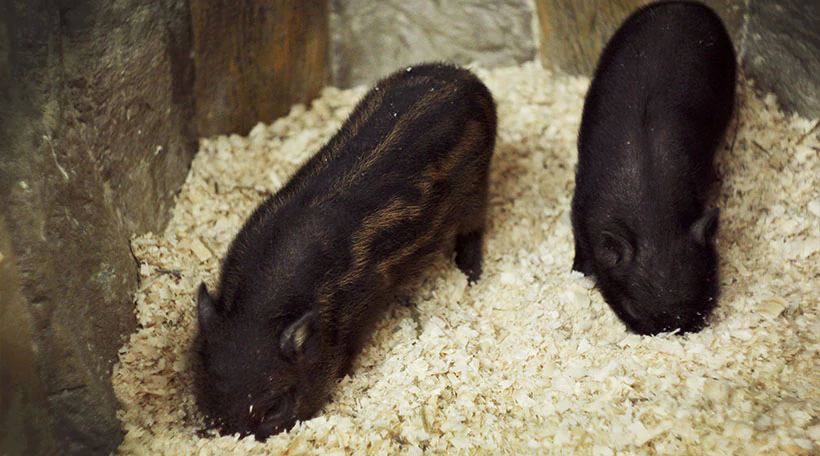 Свинья Вьетнамская