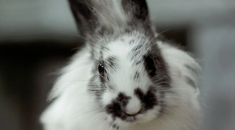 Кролик Ангорский